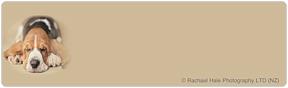 rachaelhale® Dog-ology Address Labels