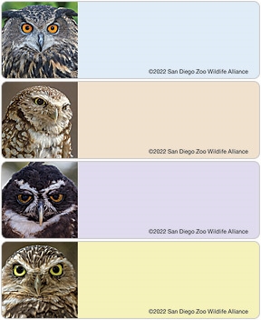 San Diego Zoo Owl Address Labels