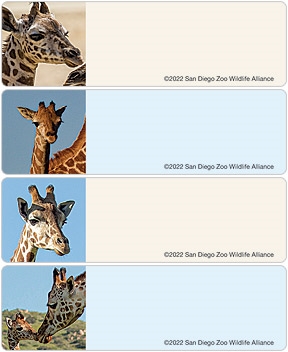 San Diego Zoo Giraffe Address Labels