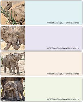 San Diego Zoo Elephant Address Labels