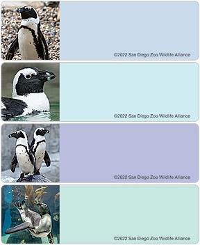 San Diego Zoo Penguin Address Labels